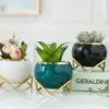 Plant Flowers Vase