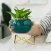 Plant Flowers Vase