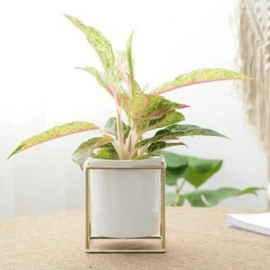 Gold Ceramic Planter
