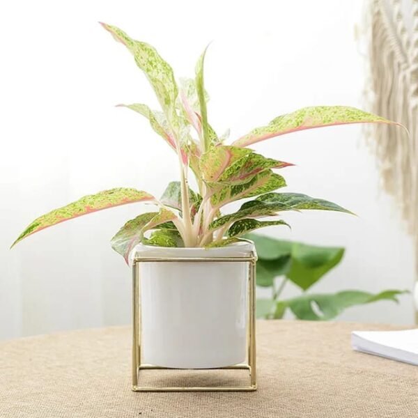 Gold Ceramic Planter